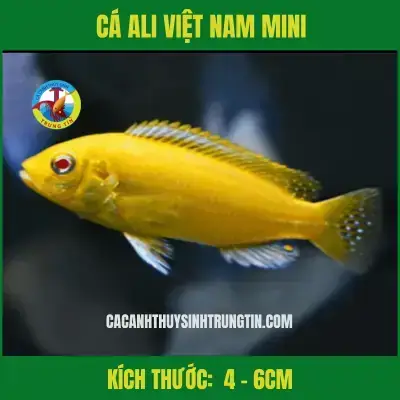 Mua Cá Ali Ở Tphcm