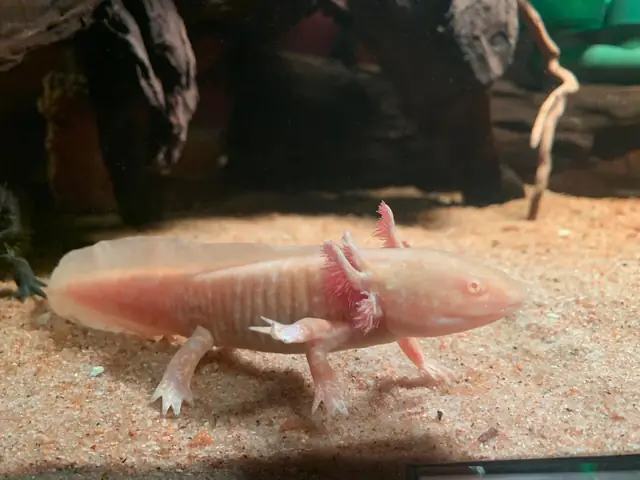Mua Cá Axolotl Tphcm