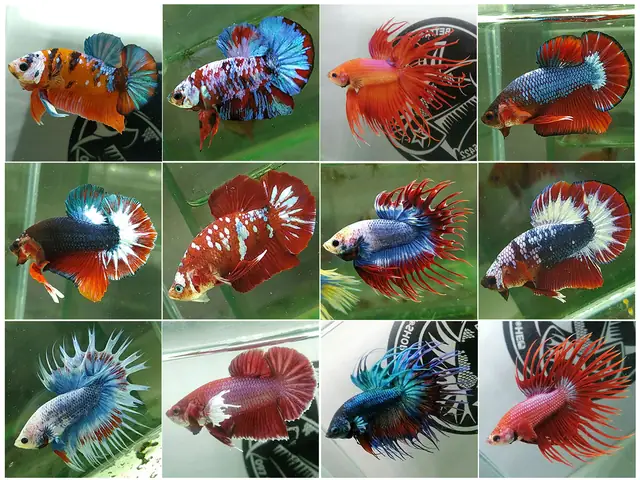 Mua Cá Betta Fancy