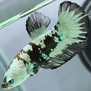 Mua Cá Betta Giống