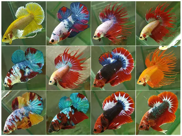 Mua Cá Betta Koi