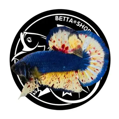 Mua Cá Betta Online