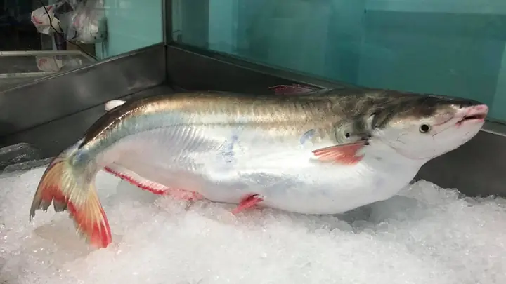 Mua Cá Bông Lau Giống Ở Đâu