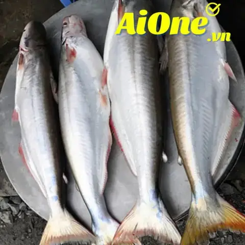 Mua Cá Bông Lau Ở Đâu Tphcm