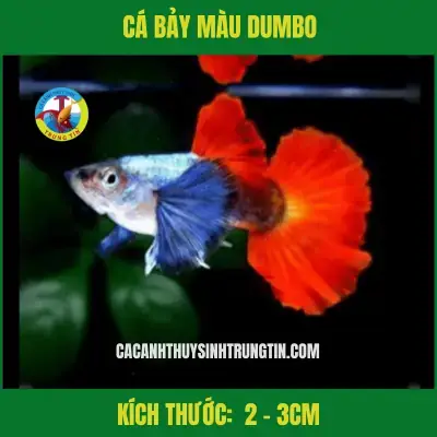 Mua Cá Cảnh 7 Màu