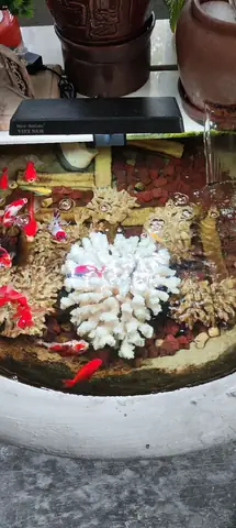 Mua Cá Cảnh Ở Bắc Ninh Mua Cá Cảnh Ở Bắc Ninh