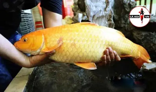Mua Cá Chép Cảnh