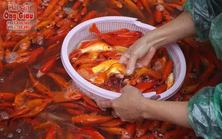 Mua Cá Chép Con Ở Đâu