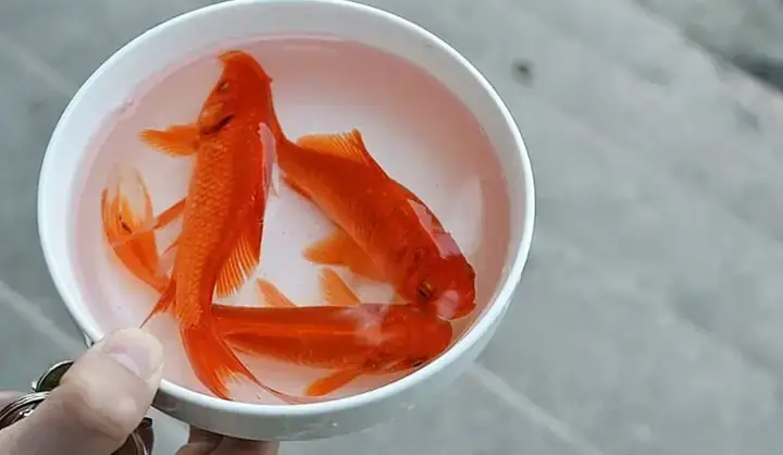 Mua Cá Chép Ở Đâu