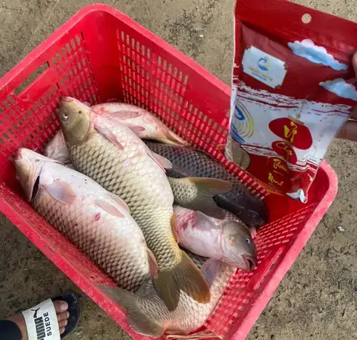 Mùa Cá Chép Vật Đẻ