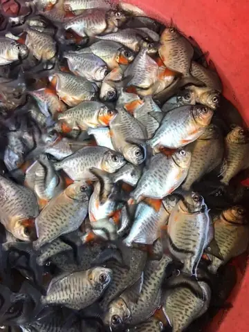 Mua Cá Chim Giống