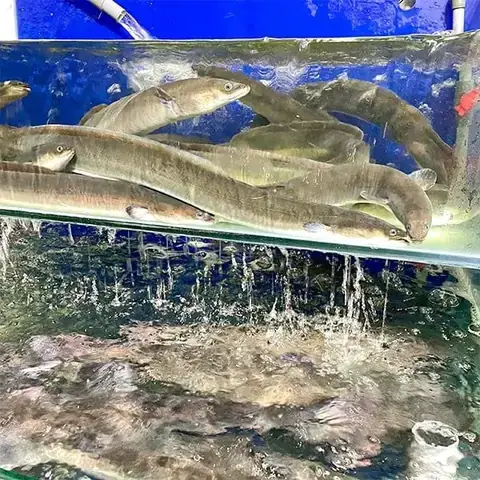 Mua Cá Chình Giống Ở Miền Bắc