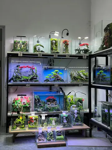 Mua Cá Chọi Ở Đâu