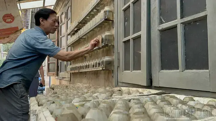 Mua Cá Chọi Ở Hà Nội