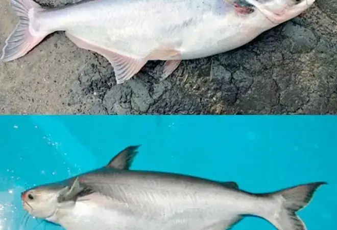 Mua Cá Hú Ở Hà Nội