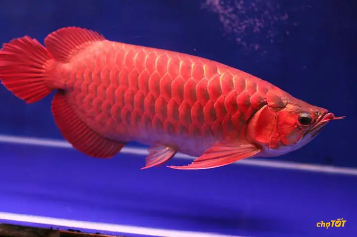 Mua Cá Huyết Long