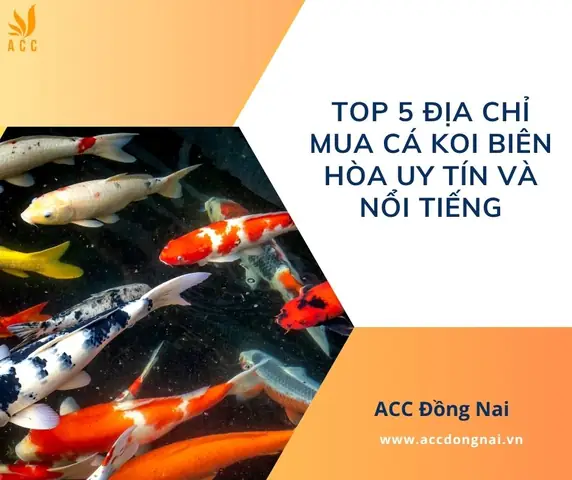Mua Cá Koi Biên Hòa