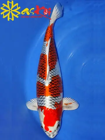 Mua Cá Koi F1