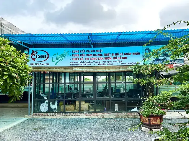 Mua Cá Koi Giống Ở Đâu
