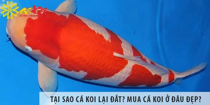 Mua Cá Koi Ở Đâu