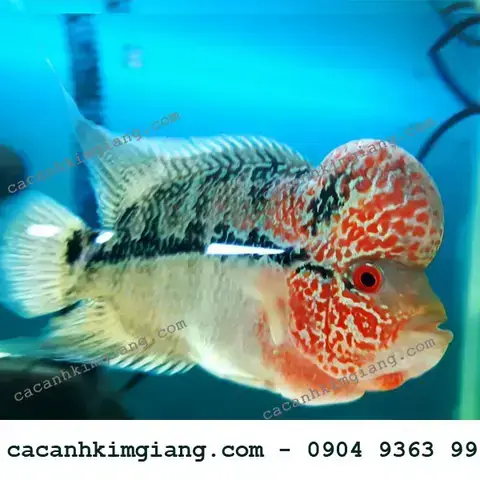 Mua Cá La Hán Ở Hà Nội