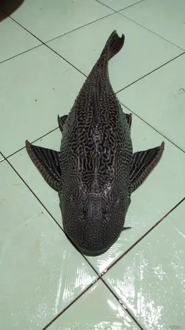 Mua Cá Lau Kiếng Cảnh