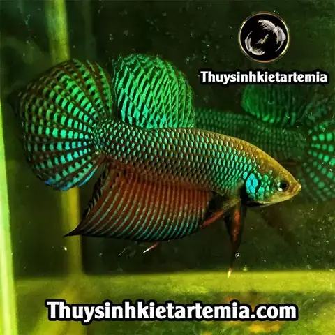 Mua Cá Lia Thia Đồng Ở Đâu