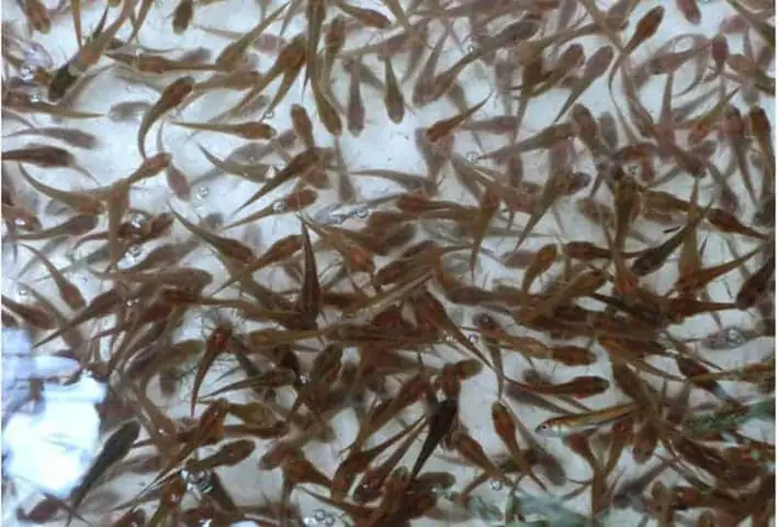 Mùa Cá Lóc Sinh Sản