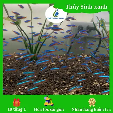Mua Cá Neon Ở Hà Nội