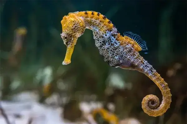Mua Cá Ngựa Cảnh
