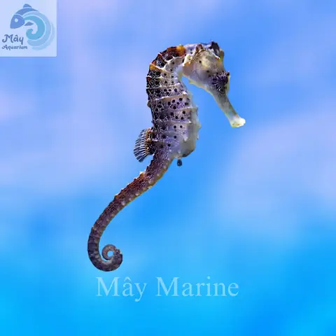 Mua Cá Ngựa Cảnh Ở Đâu