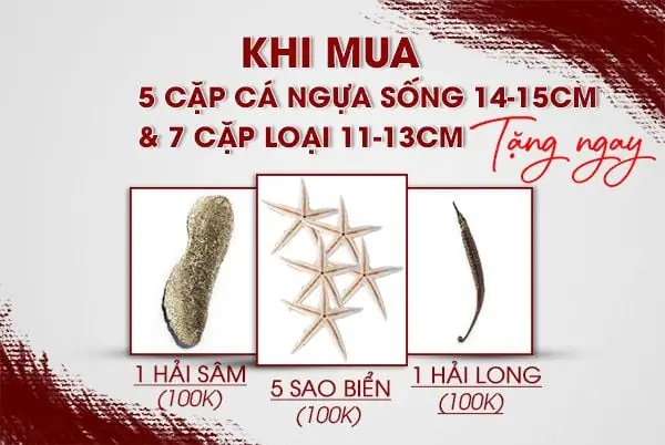 Mua Cá Ngựa Sống