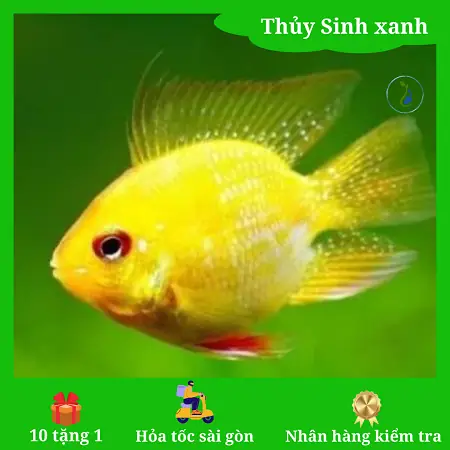 Mua Cá Phượng Hoàng