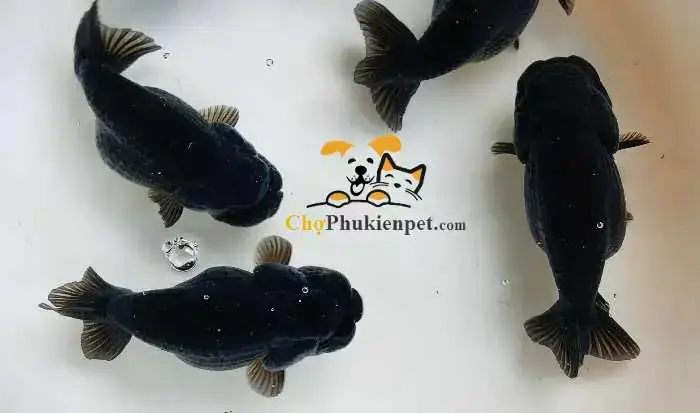 Mua Cá Ranchu Hà Nội
