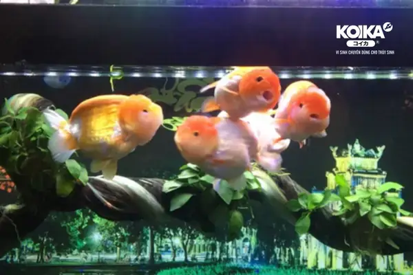 Mua Cá Ranchu Hcm