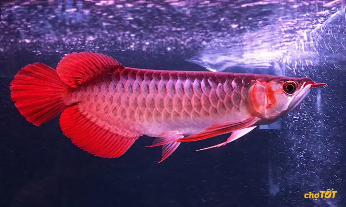 Mua Cá Rồng Huyết Long