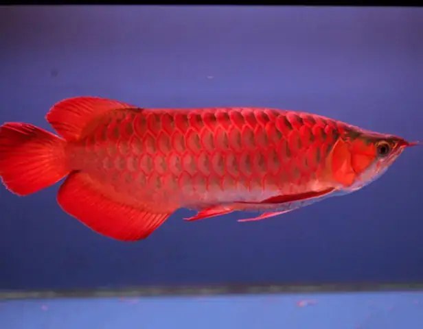 Mua Cá Rồng Ở Hà Nội