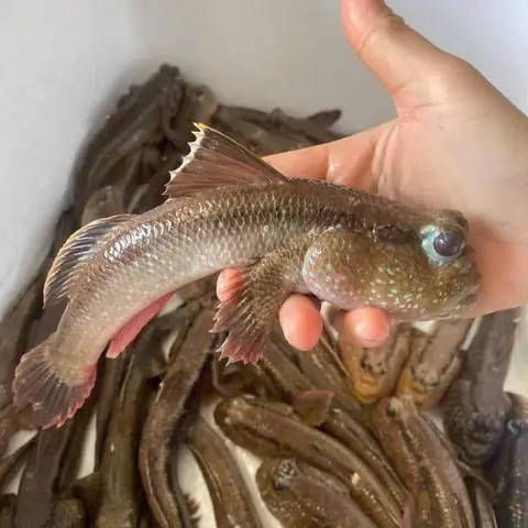 Mua Cá Thòi Lòi Ở Đâu