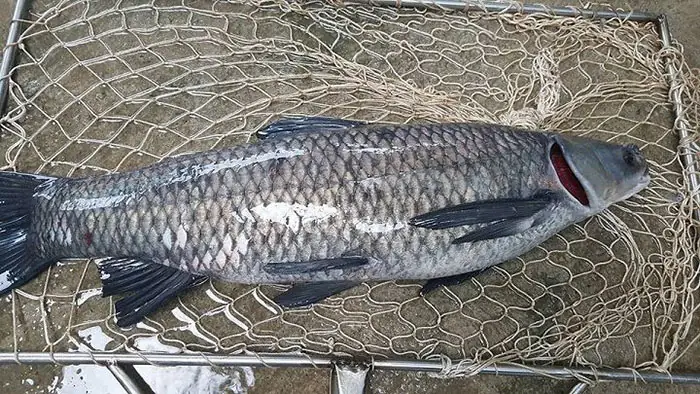 Mua Cá Trắm Đen Ở Đâu