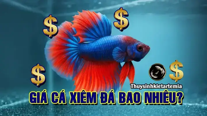 Mua Cá Xiêm Đá Ở Tphcm