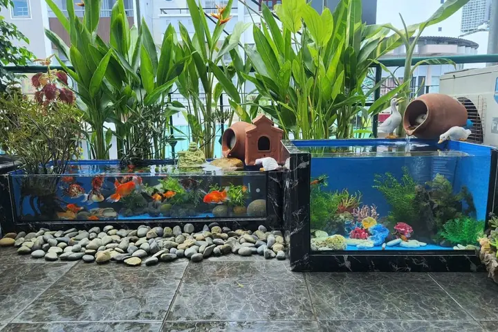 Mua Chậu Cá Cảnh