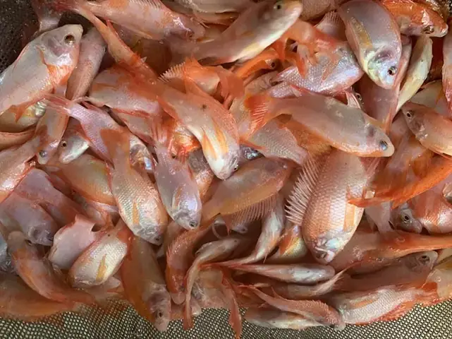 Mua Giống Cá Diêu Hồng Ở Đâu