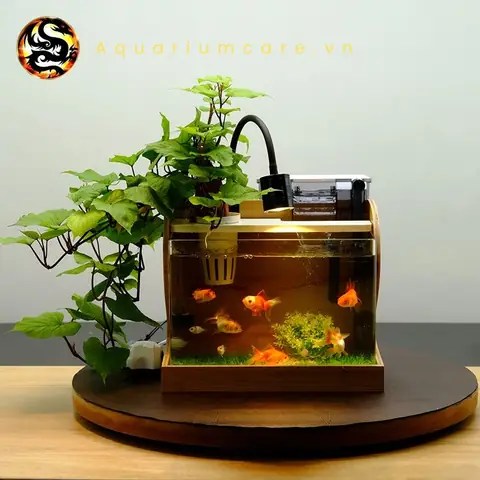 Mua Hồ Cá Mini