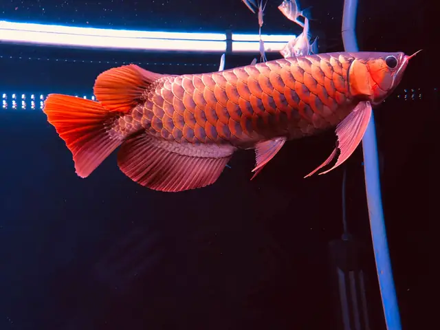 Mua Hồ Cá Rồng