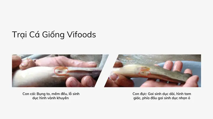 Mùa Sinh Sản Của Cá Trê