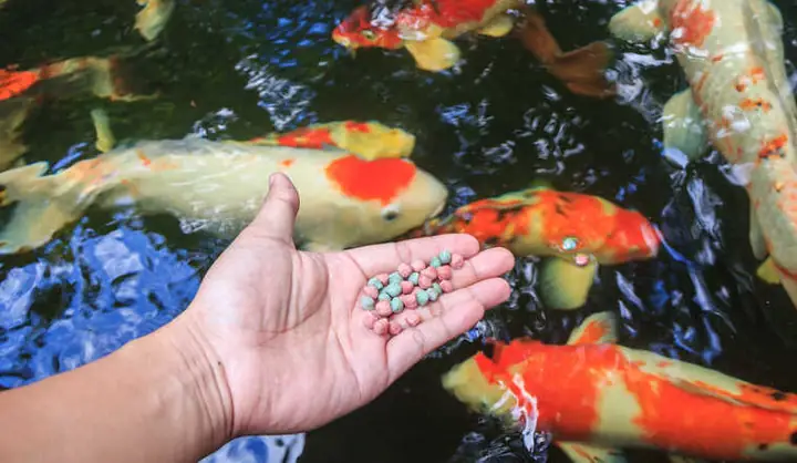 Mua Thức Ăn Cho Cá