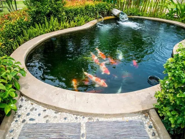 Mực Nước Nuôi Cá Koi Mực Nước Nuôi Cá Koi