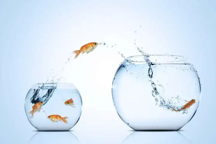 Mực Nước Nuôi Cá Vàng Mực Nước Nuôi Cá Vàng
