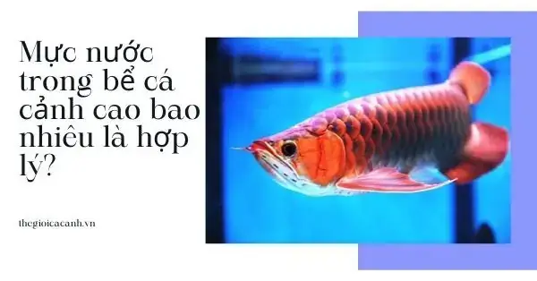 Mực Nước Trong Bể Cá Cảnh Mực Nước Trong Bể Cá Cảnh