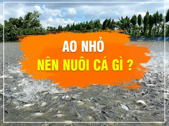 Nên Nuôi Cá Gì